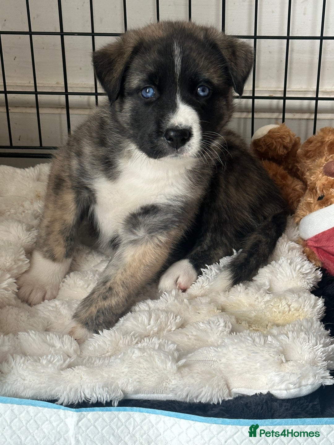 Akita dogs for sale: Gorgeous Akita puppy  - Image 2