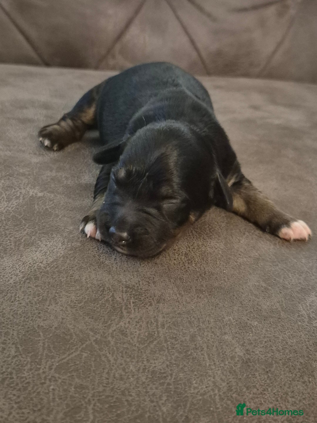 Sprollie dogs for sale: Sprollie puppies - Advert 2