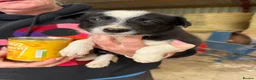 Welsh Collie dogs for sale: Adorable Mid Wales border collie puppies for sale - Advert 13
