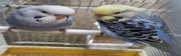 Budgerigars birds for sale: Baby Budgies  in Walsall - Advert 4