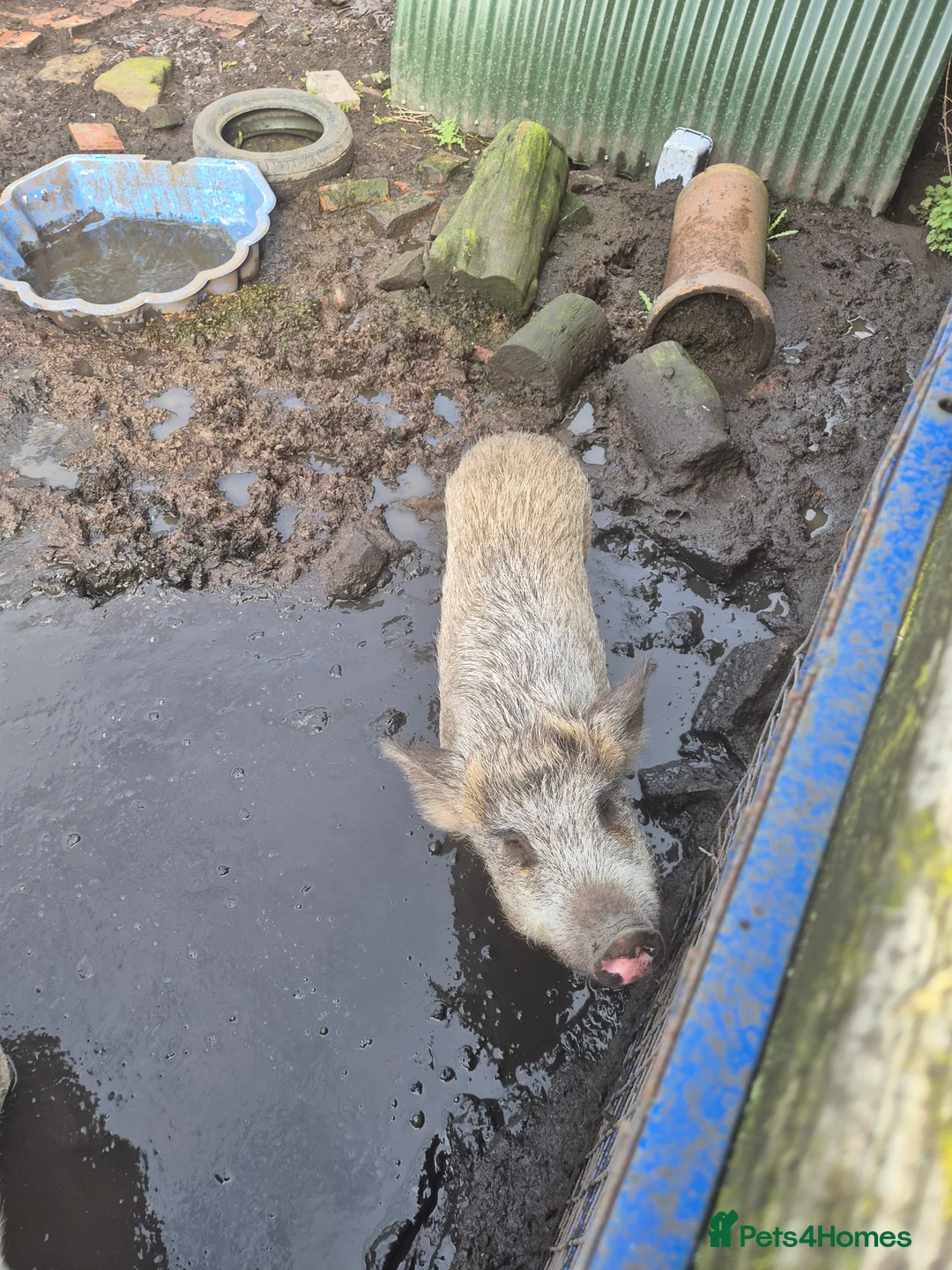 Pig livestock for sale: 2 x sows pigs free to a good home 🏡  - Advert 3