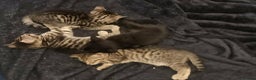 Mixed Breed cats for sale: Bangal Cross kittens  - Advert 8