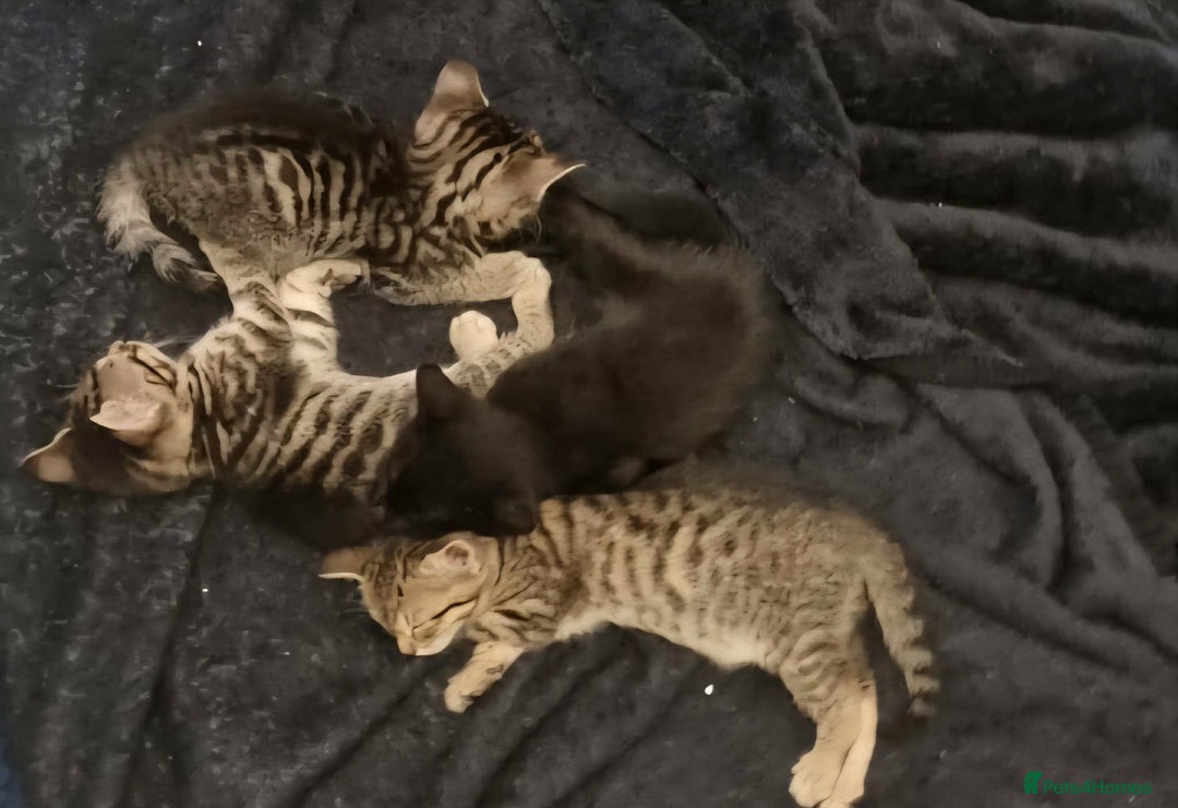 Mixed Breed cats for sale: Bangal Cross kittens  - Advert 8