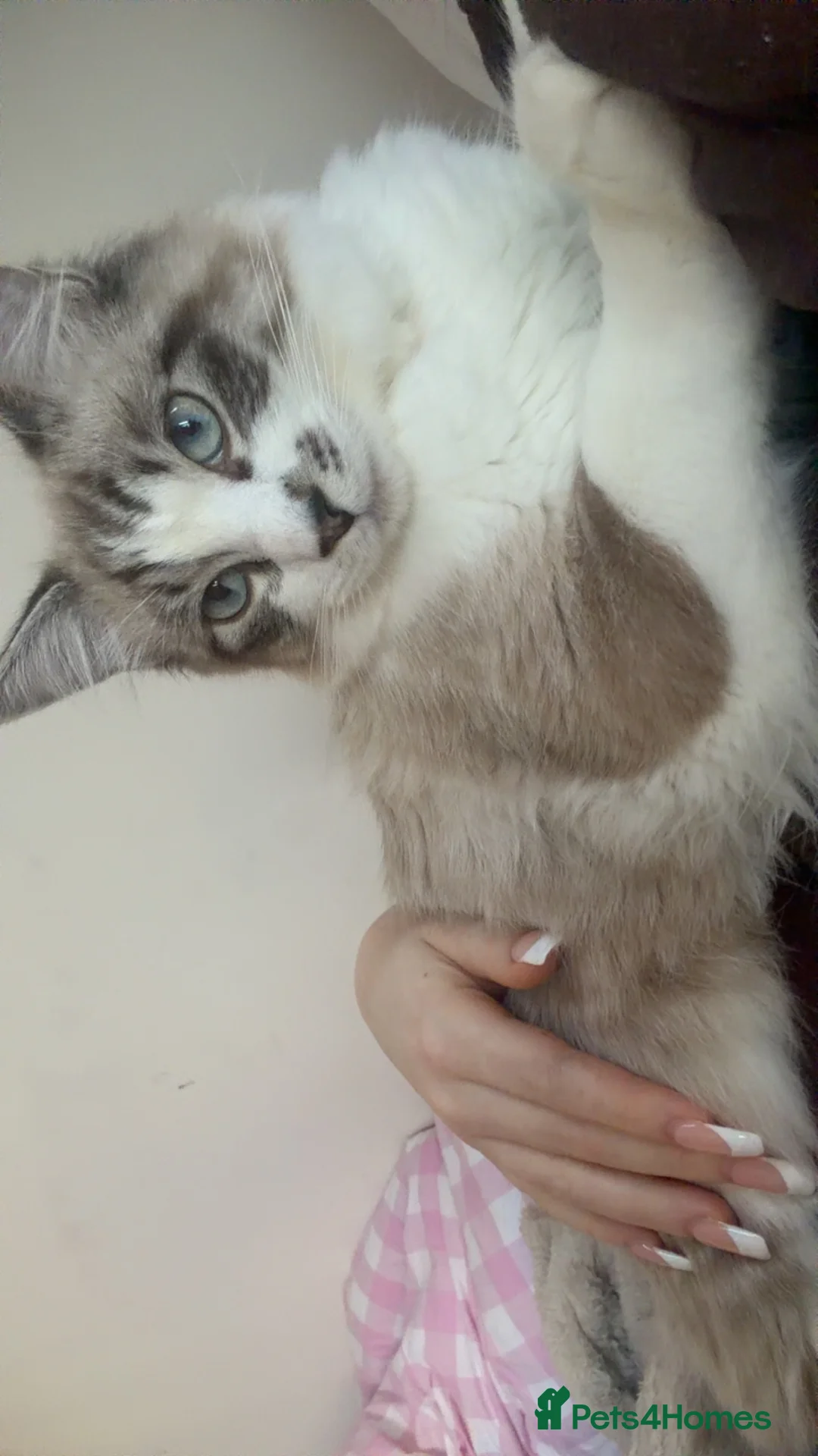 Ragdoll cats for sale: Ragdolls for sale to a LOVING home - Advert 3