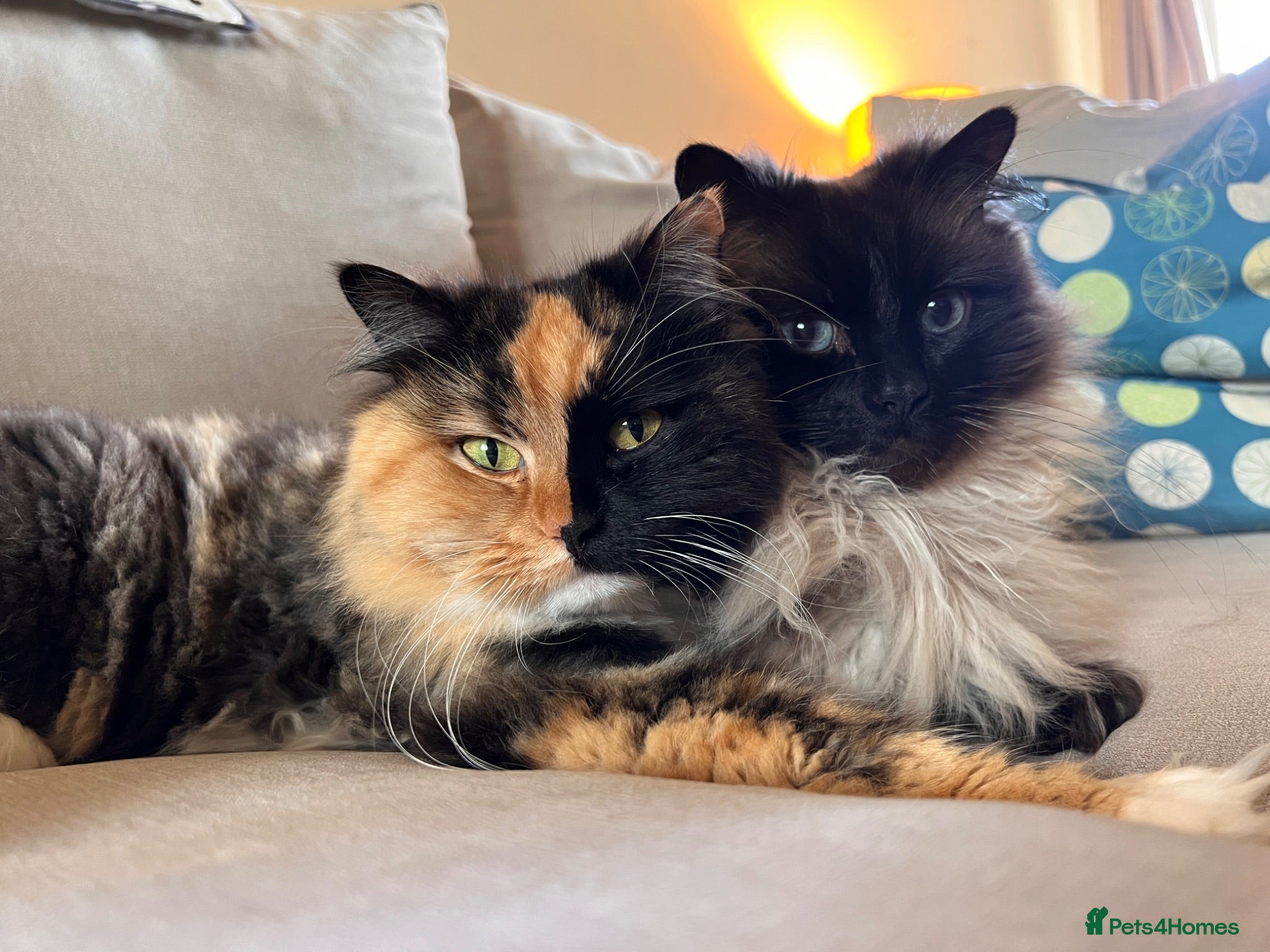 Ragdoll cats Beautiful Bonded Ragdolls, Brother & Sister  - Advert 11