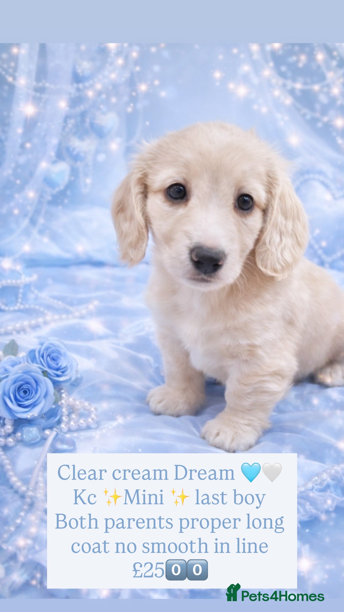 Miniature Dachshund dogs 🩷✨last boy  Long hair cream Kc very light  ✨ - Advert 12