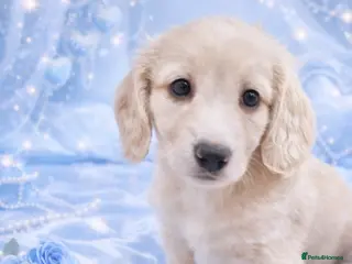 Miniature Dachshund dogs 🩷✨last boy Long hair cream Kc very light ✨ - Advert 12