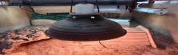 Tortoise reptiles for sale: Hermann tortoise 7 years old  in Alton - Advert 8