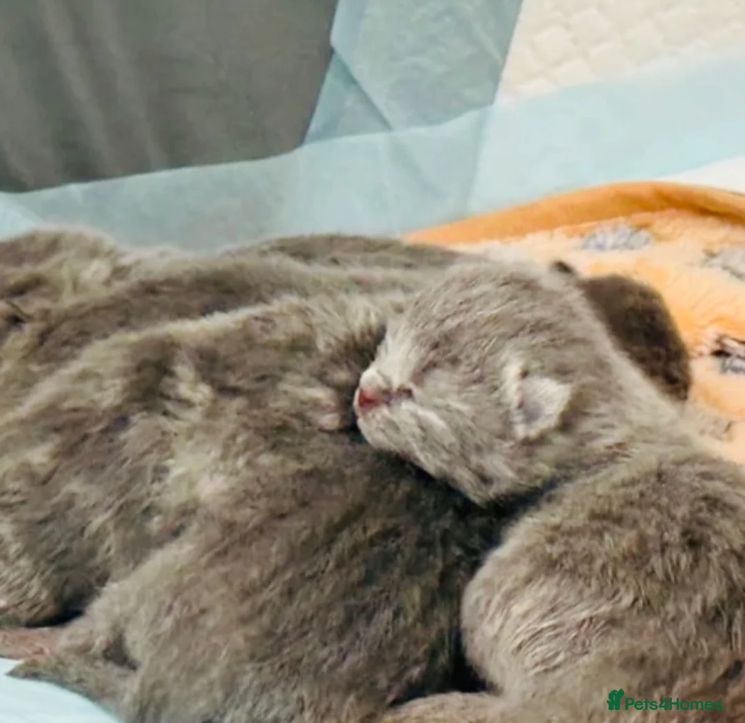 British Shorthair cats for sale: Kittens - Advert 2