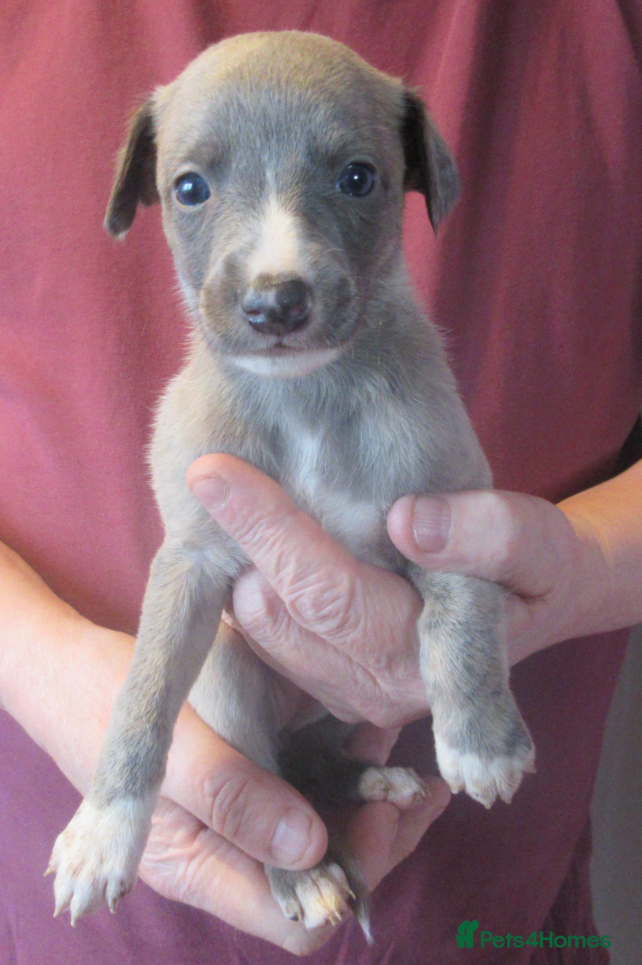 Whippet dogs KC DNA health tested, show quality Whippets - Advert 3