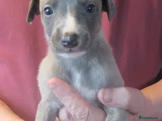 Whippet dogs KC DNA health tested, show quality Whippets - Advert 3