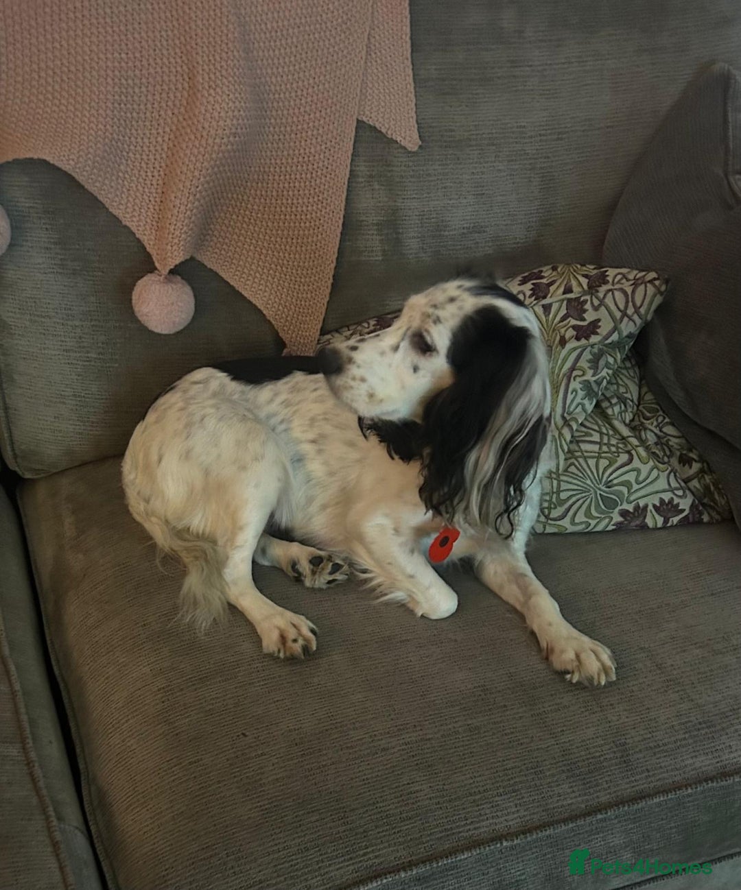 Cockapoo dogs for sale: Beautiful cockerpoos  - Advert 9