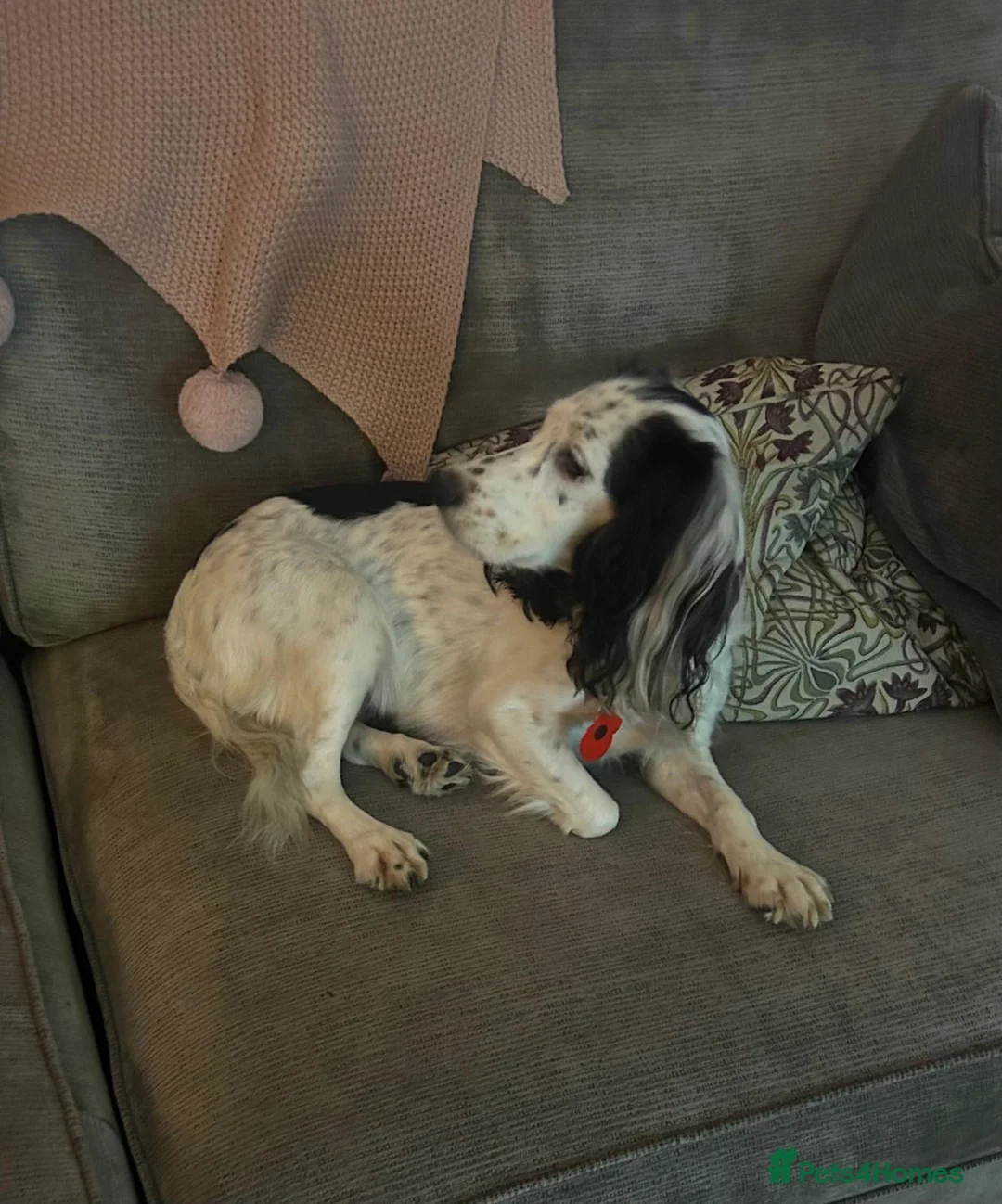 Cockapoo dogs for sale: Beautiful cockerpoos  - Advert 9