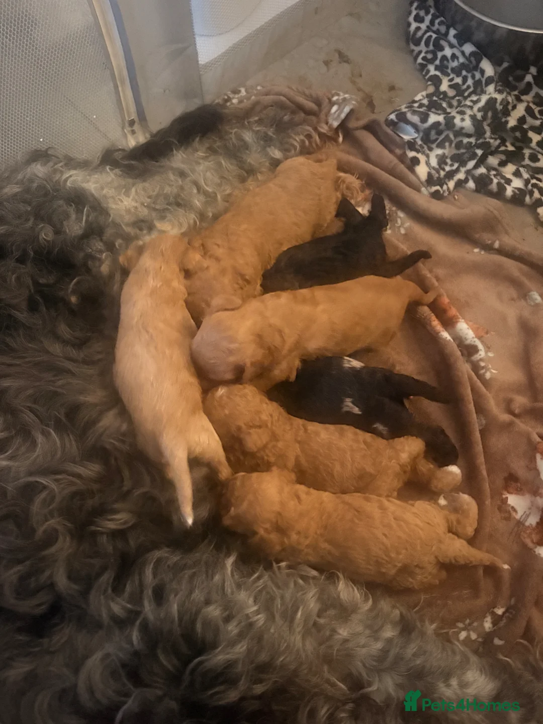 Mini Goldendoodle dogs for sale: Mini Goldendoodles Deep red and Merle  - Advert 1