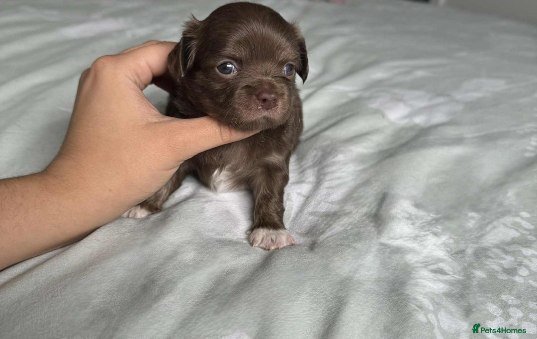 Chihuahua dogs for sale: Chocolate Girl, Blue Boy Longhair Chihuahua  - Image 9