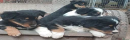 Border Collie dogs for sale: Tri Coloured Collie Pups - Advert 6