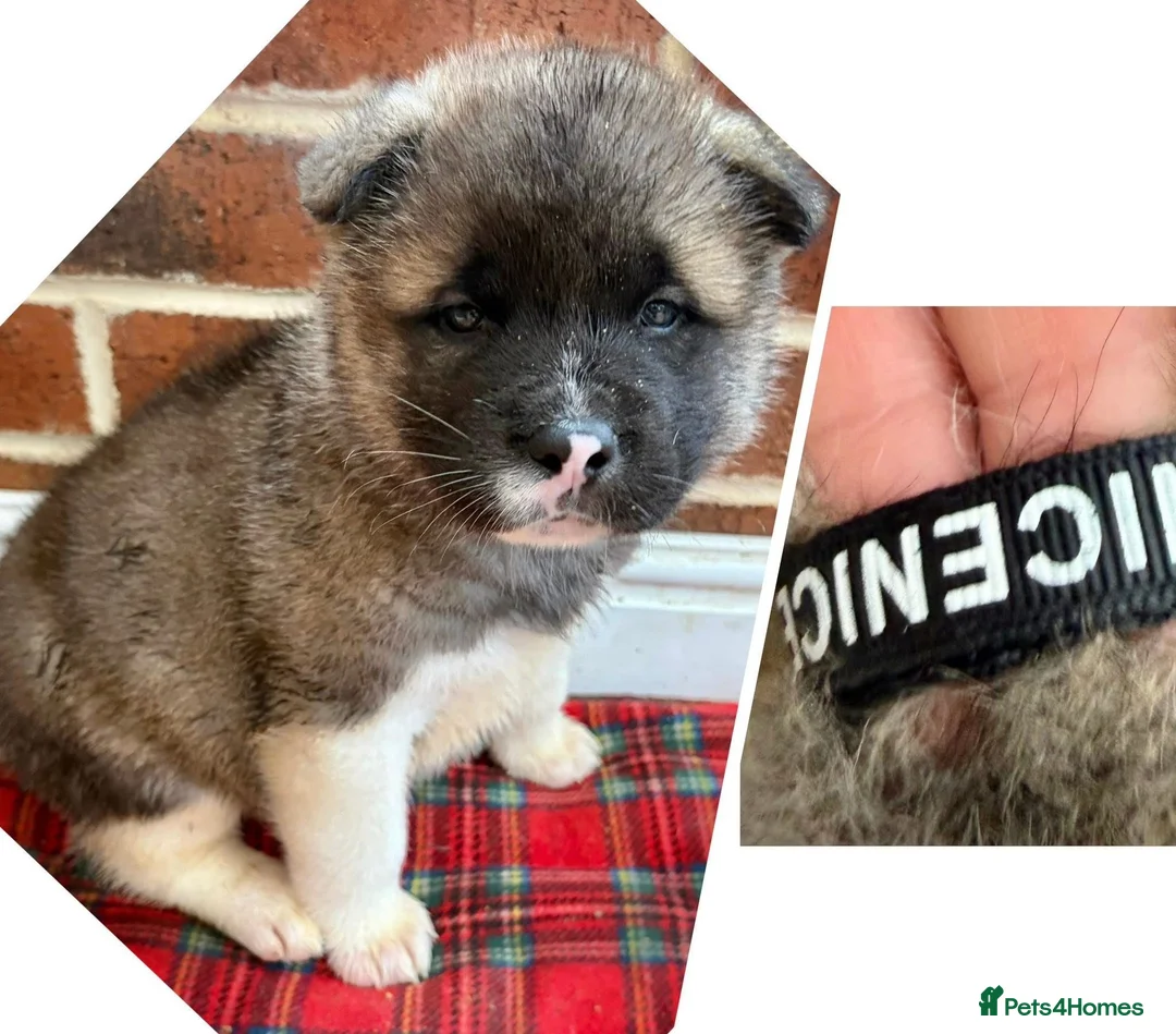 Akita dogs for sale: READY TO GO AMERICAN AKITA PUPPIES FOR SALE - Advert 8