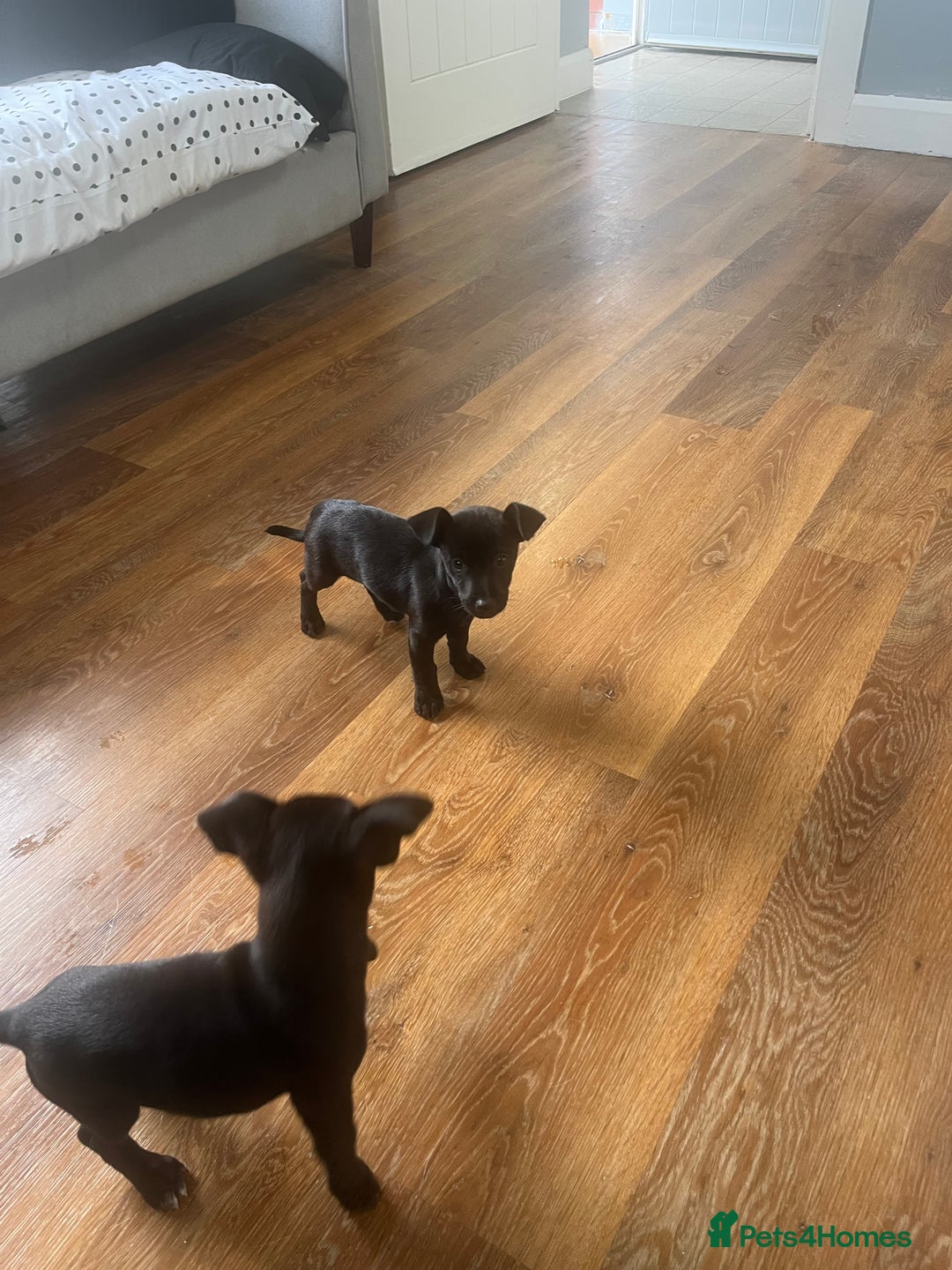 Jack Russell dogs for sale: Jack russsell puppy’s for sale small type - Image 10