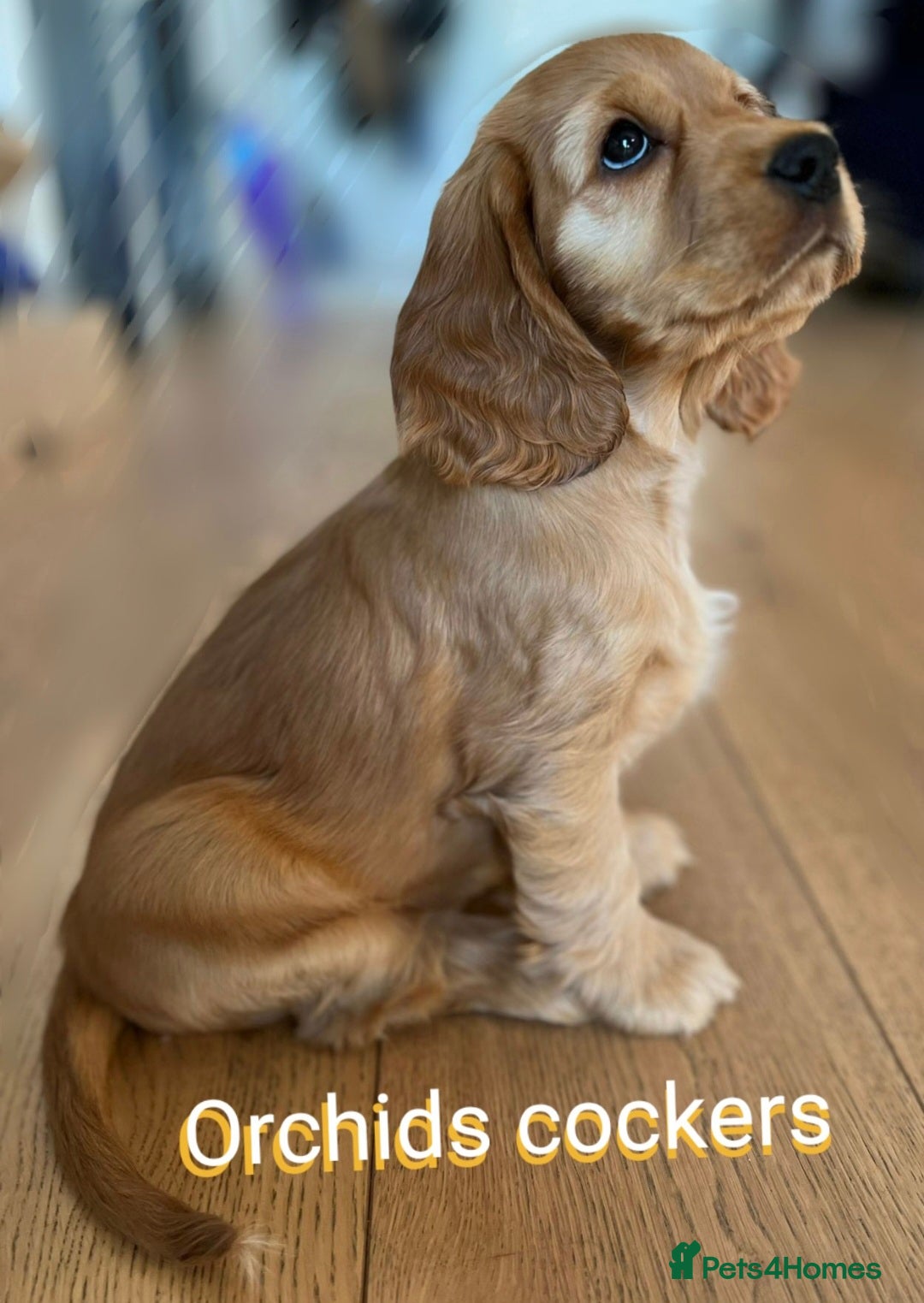 Cocker Spaniel dogs for sale: GOLDEN health tested show cocker spaniel pups - Image 1
