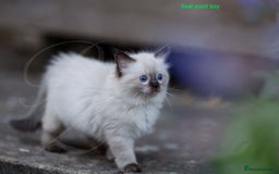 Ragdoll cats for sale: Stunning GCCF Registered Heart Melting Affection - Image 2