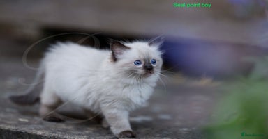 Ragdoll cats - Advert 4