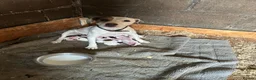Jack Russell dogs for sale: Parson jack russles 5 boys 2 girls  - Advert 1