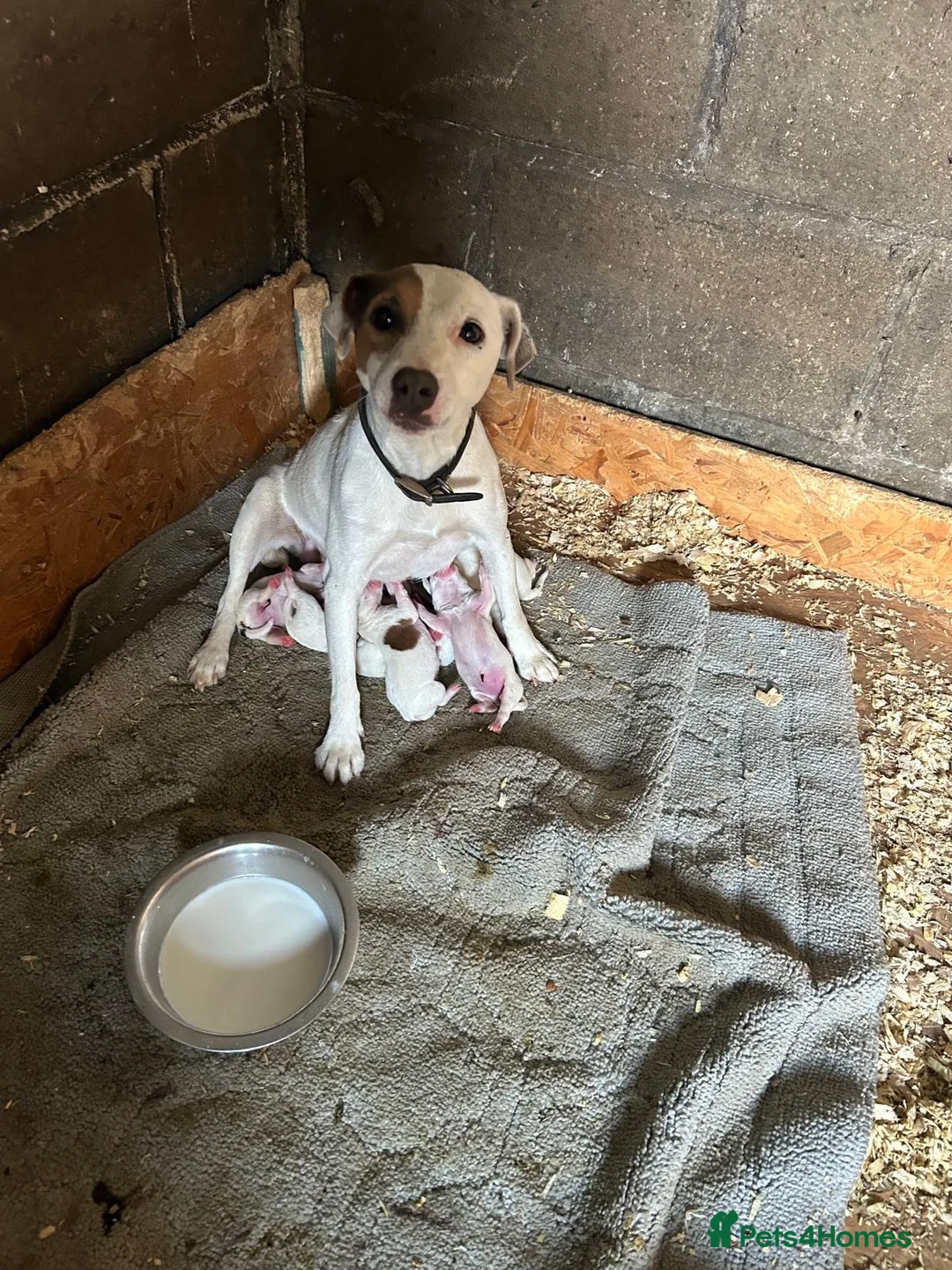 Jack Russell dogs for sale: Parson jack russles 5 boys 2 girls  - Advert 1