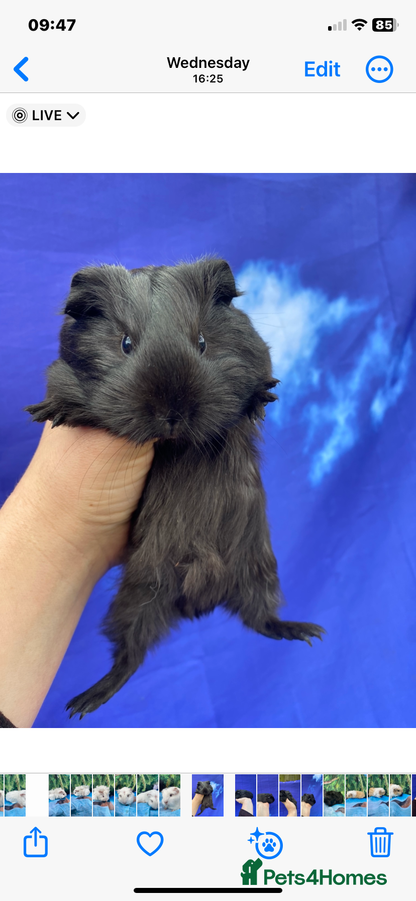 Guinea Pig rodents 2 girls & 2 boys Peruvian cross Silkie babies - Advert 2