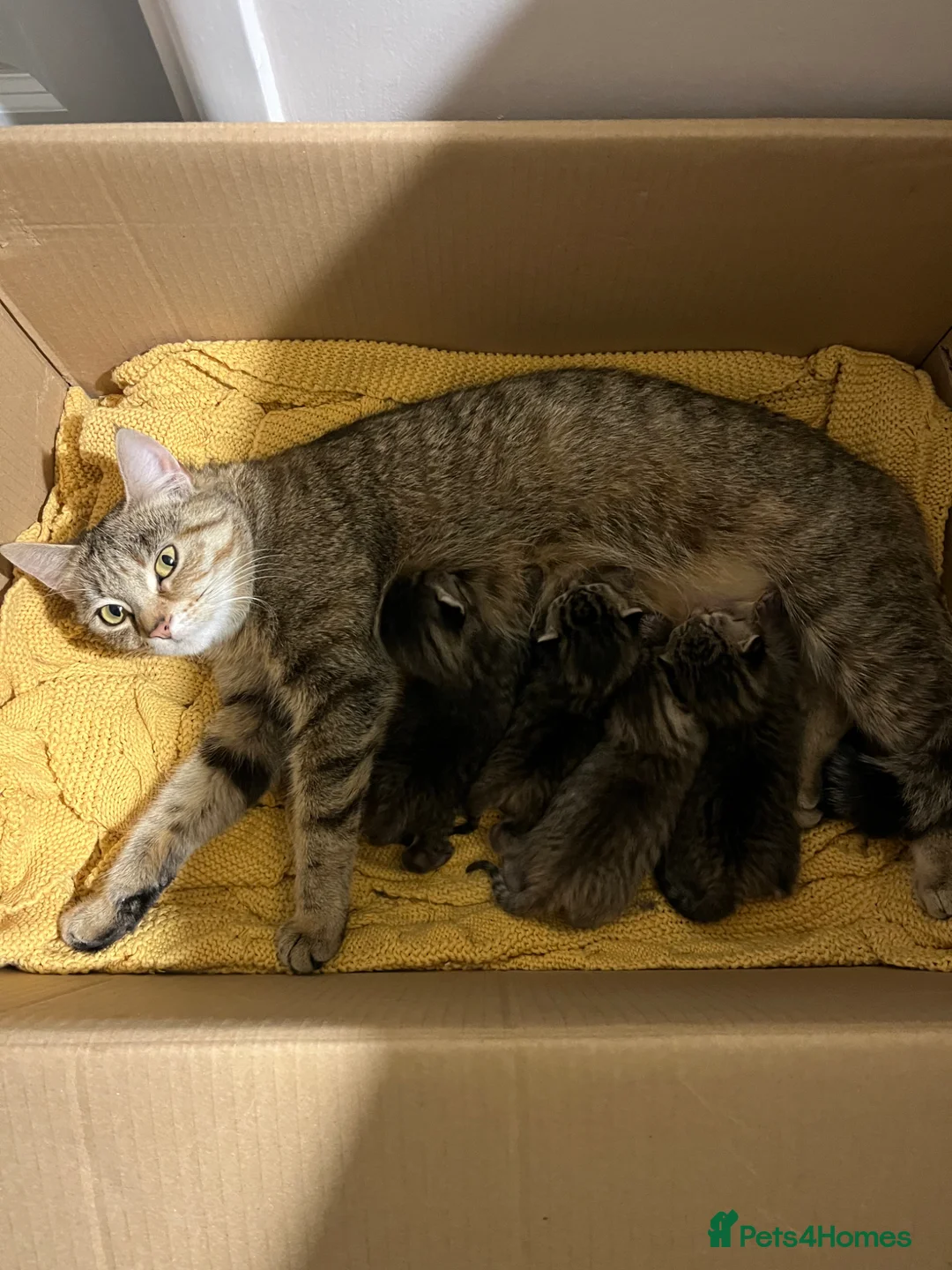 Mixed Breed cats for sale: 2 female tabby kittens left £250 each - Advert 1