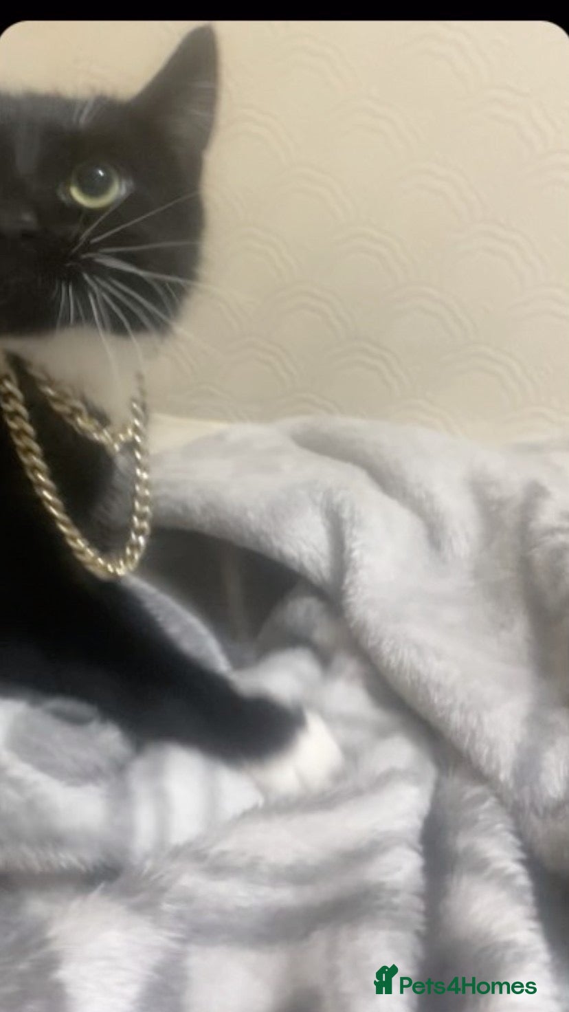 Mixed Breed cats loving female cat ready for a home - Advert 1