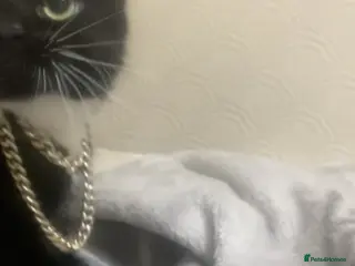 Mixed Breed cats loving female cat ready for a home - Advert 1