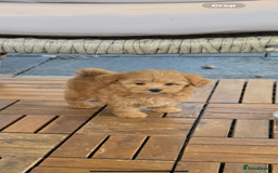 Maltipoo dogs for sale: Red/Apricot female maltipoo puppy  - Image 5