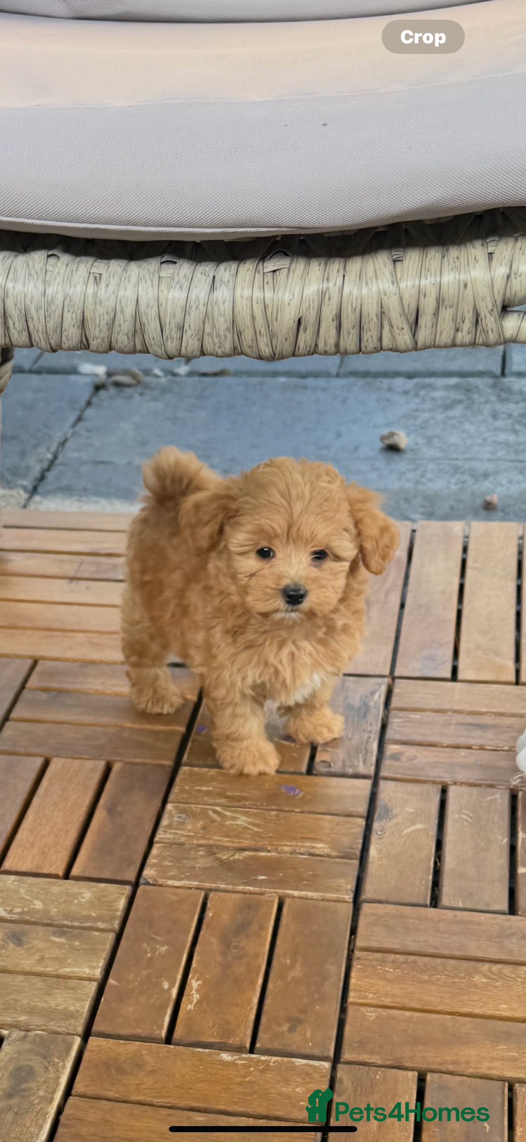 Maltipoo dogs for sale: Red/Apricot female maltipoo puppy  - Image 5