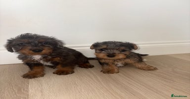 Jackapoo dogs - Advert 1
