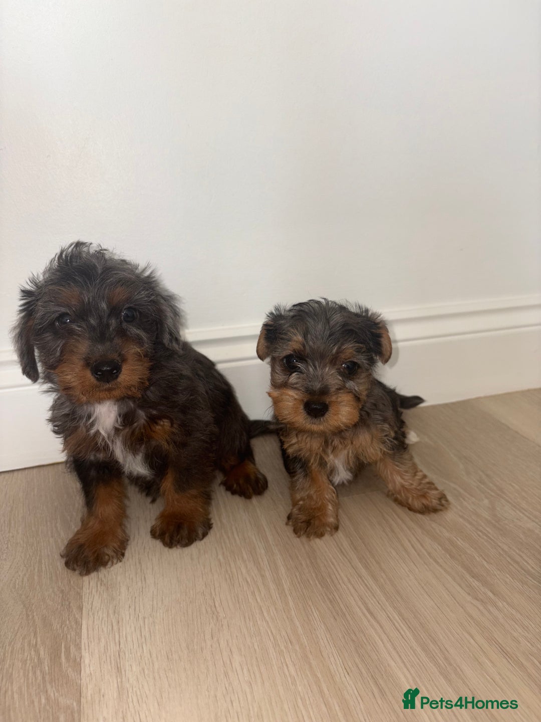 Jackapoo dogs for sale: Beautiful toy jackapoo puppies  - Image 2