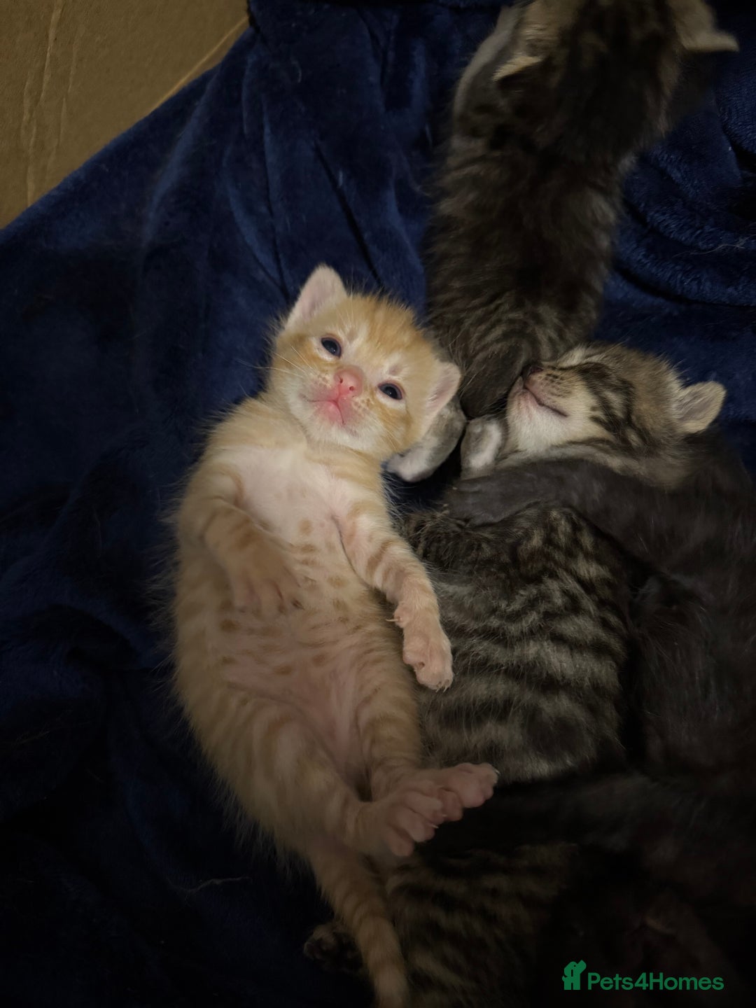 Domestic Shorthair cats for sale: Domestic Shorthair - Image 2