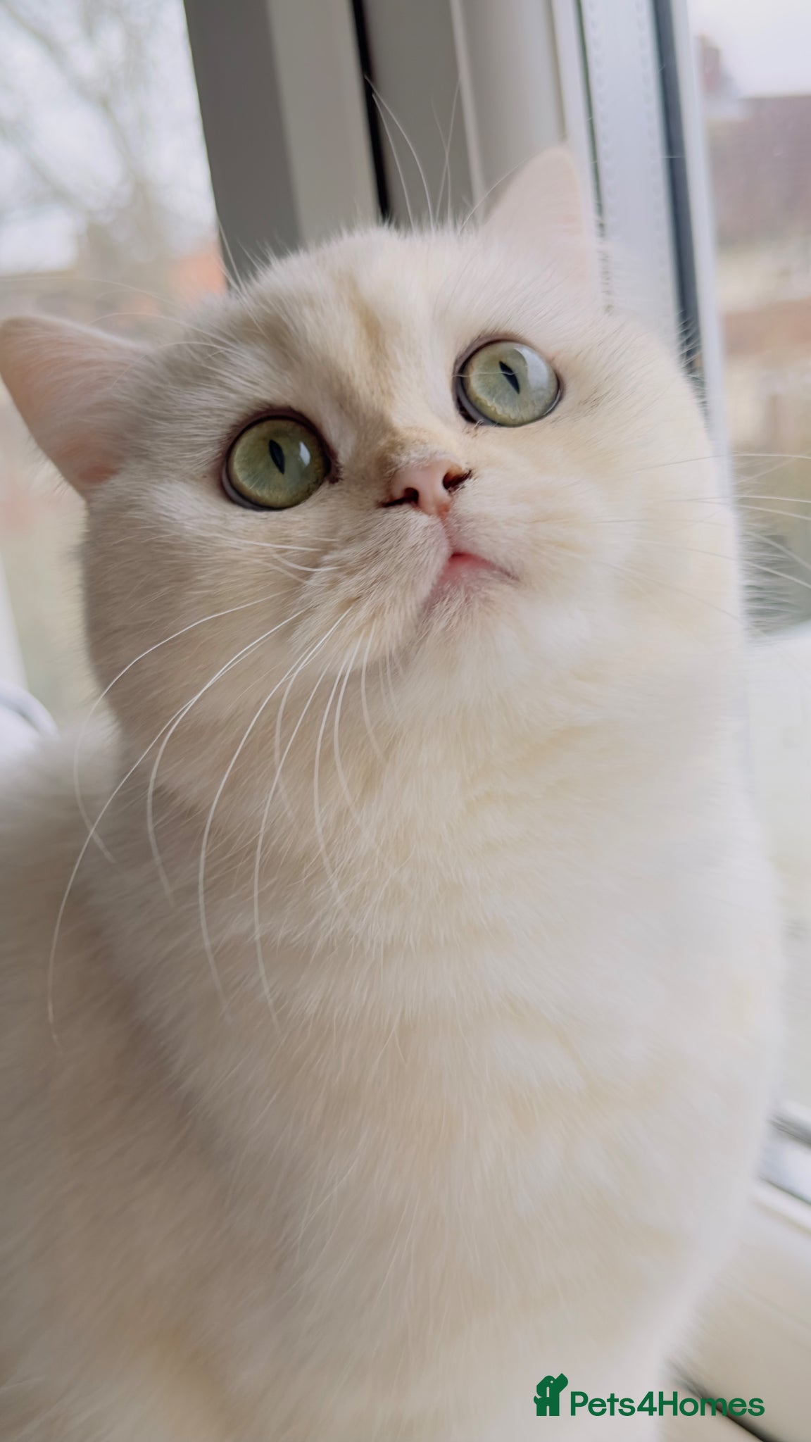 British Longhair cats 🐾 British Longhair and Shorthair Kittens - Advert 16