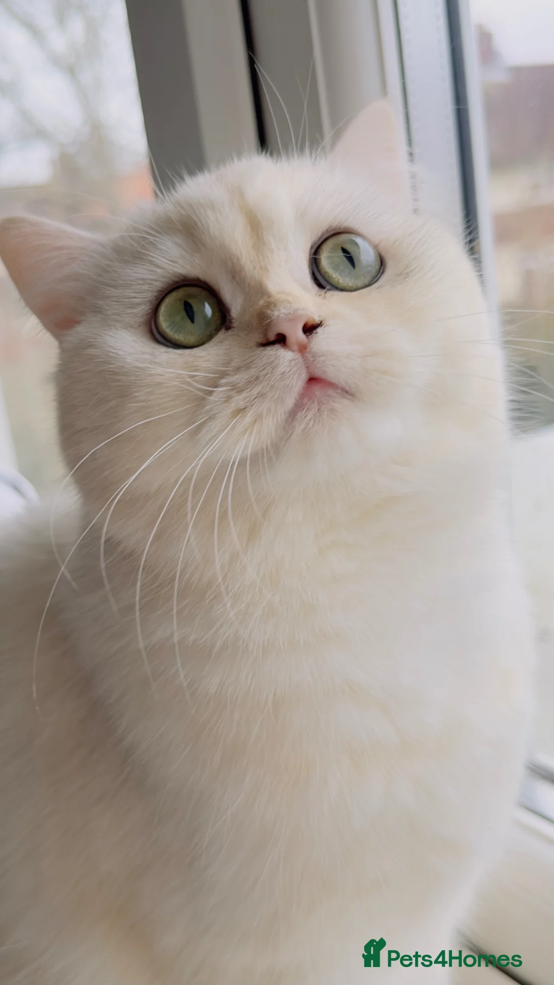 British Longhair cats for sale: 🐾 British Longhair and Shorthair Kittens - Advert 1