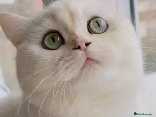 British Longhair cats 🐾 British Longhair and Shorthair Kittens - Advert 16