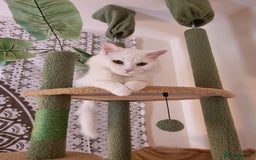 British Longhair cats for sale: Looking for a new home - Image 1