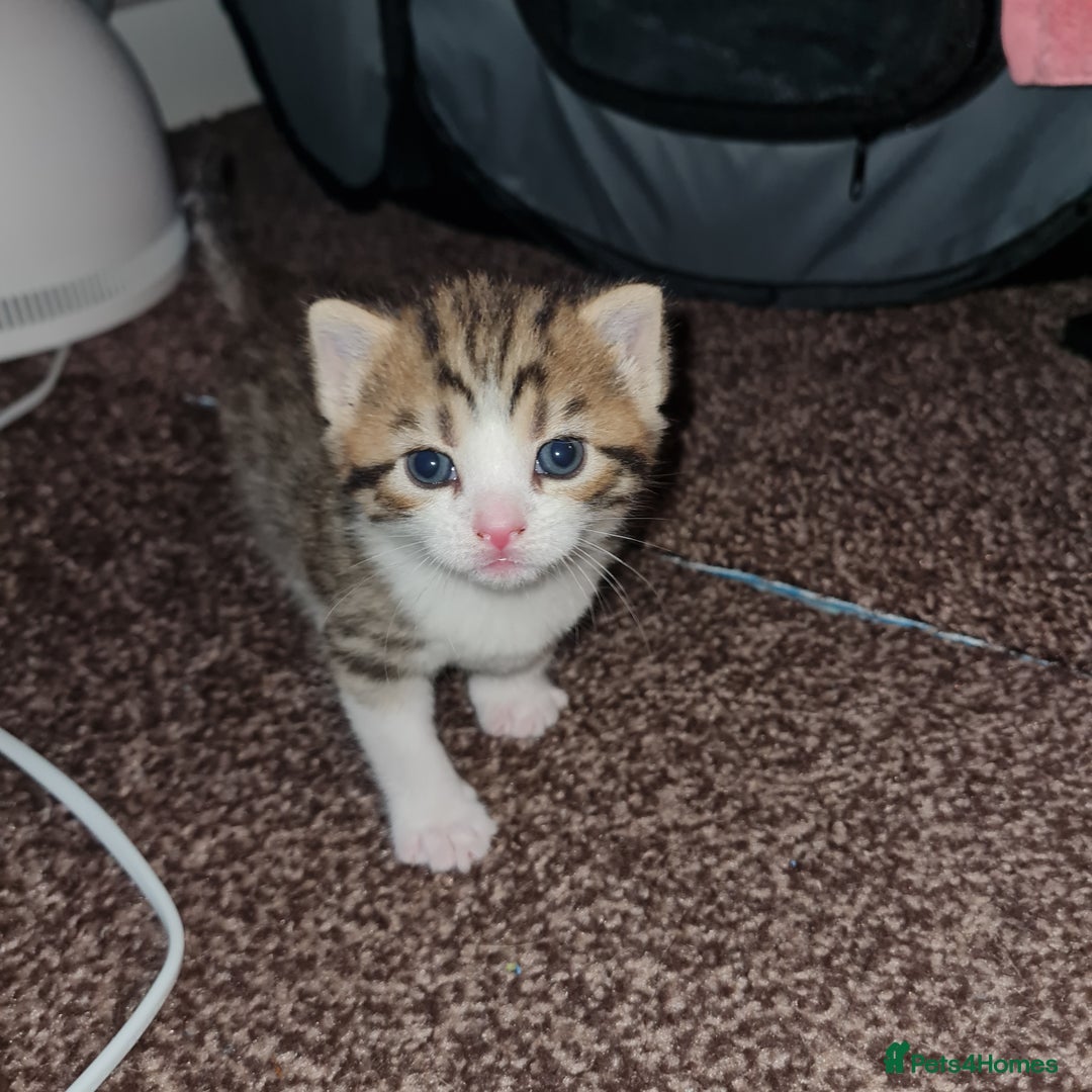Mixed Breed cats for sale: 2 Beautiful little Boy kittens tabby & black white - Image 3