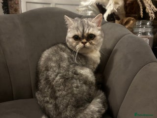 Domestic Shorthair cats Young cats (read description) - Advert 6