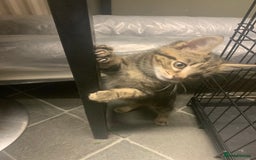 Mixed Breed cats for sale: Ragdoll/tabby 11 week old.  - Image 1