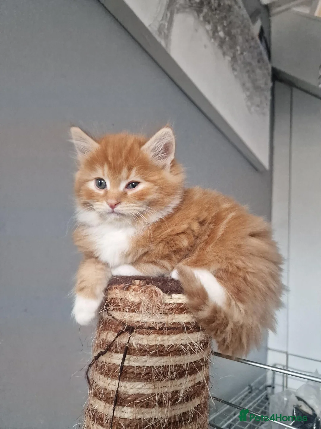 Norwegian Forest Cat cats for sale: Beautiful ginger Norwegian Forest fluffy kittens  - Advert 23