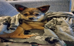 Mixed Breed dogs for sale: Rolo looking for his forever home  - Image 4