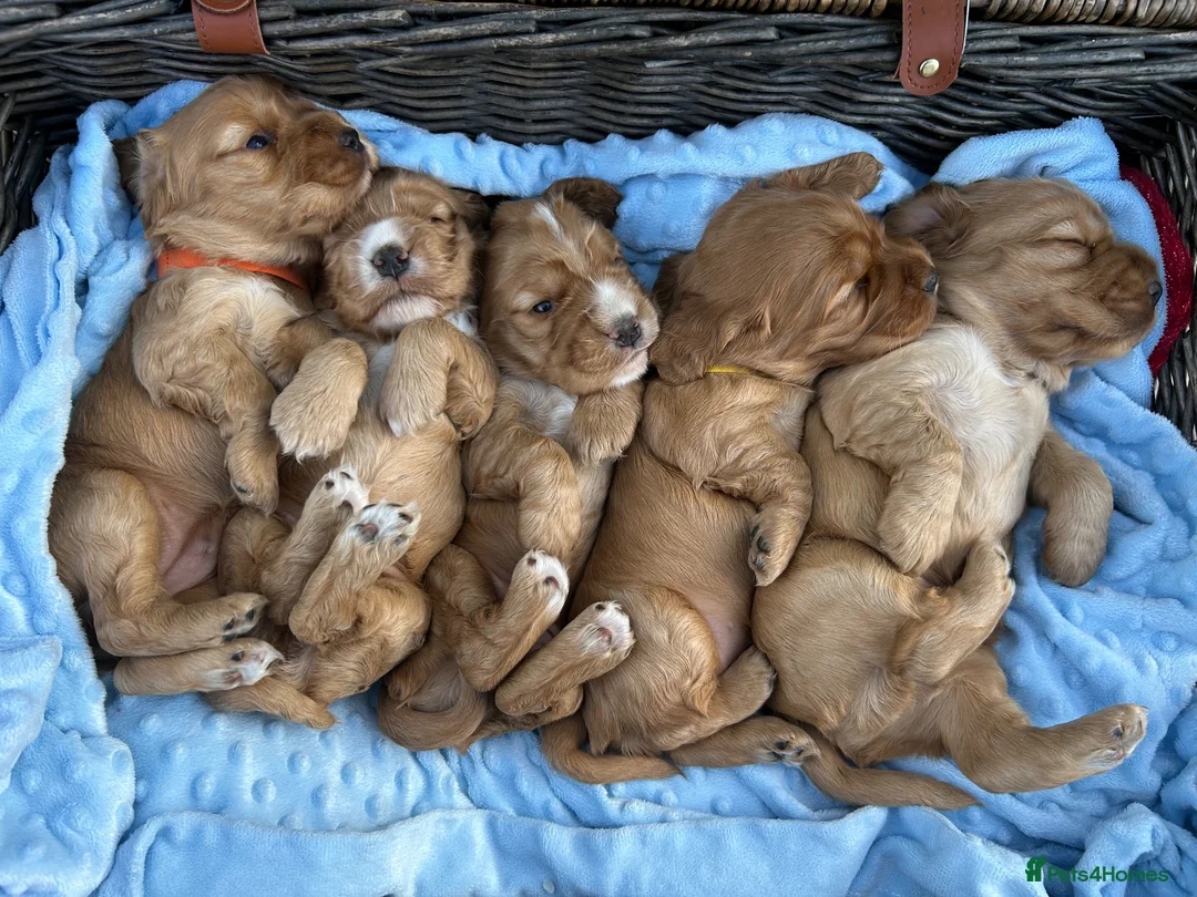 Cocker Spaniel dogs for sale: KC REGISTERED Show Type Gold Cocker Spaniels 🩷💙 - Advert 2