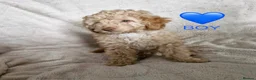 Cockapoo dogs for sale: Miniature cockapoo puppies - Advert 7