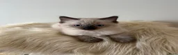 Ragdoll cats for sale: 🐾 Beautiful Ragdoll Kittens – Ready to Leave 🐾 - Advert 6