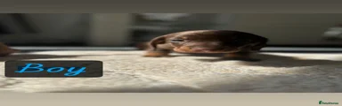 Dachshund Puppy 3