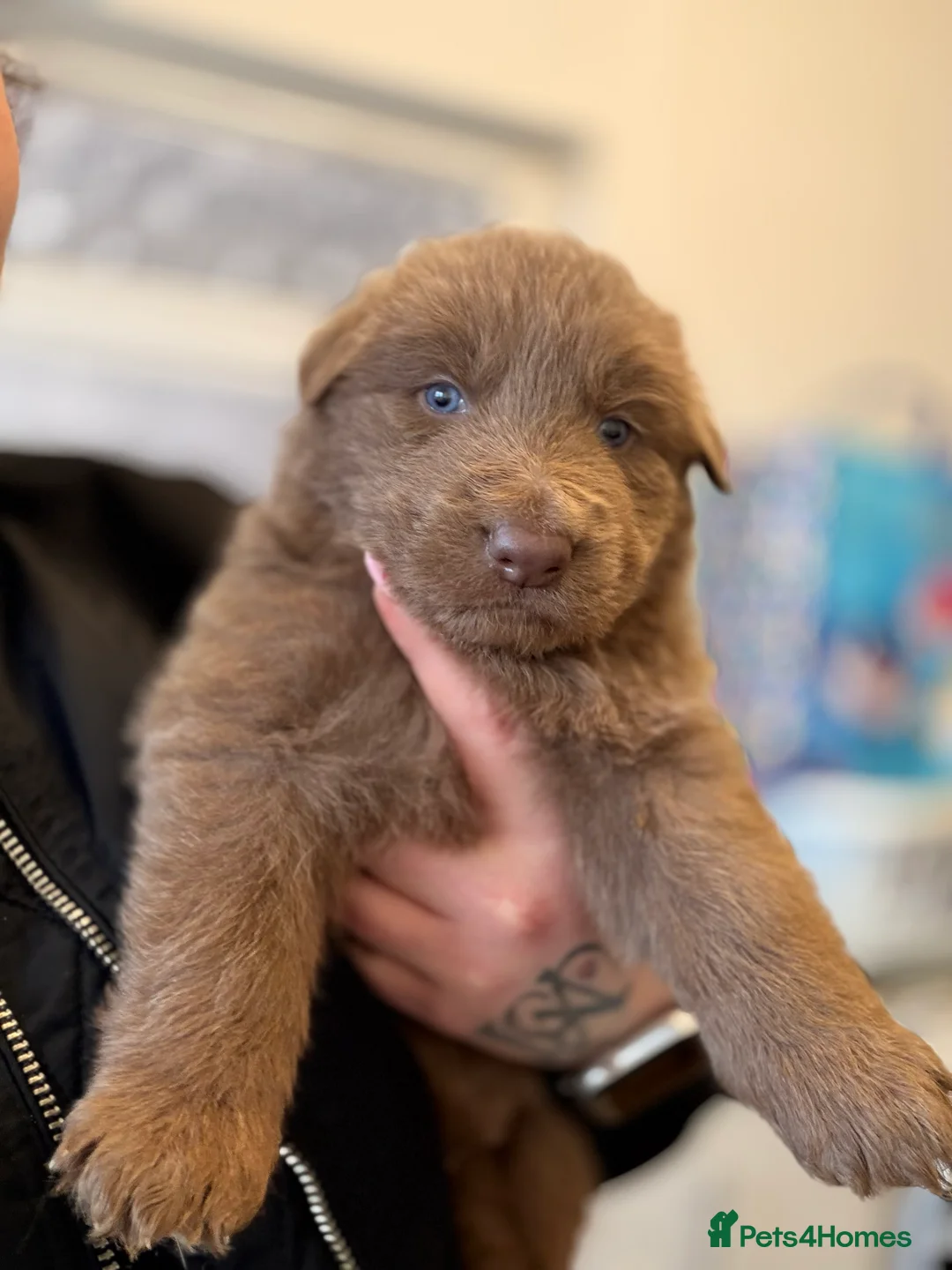 German Shepherd dogs for sale: ✨⭐️RARE German shepherd puppies⭐️✨ - Advert 3